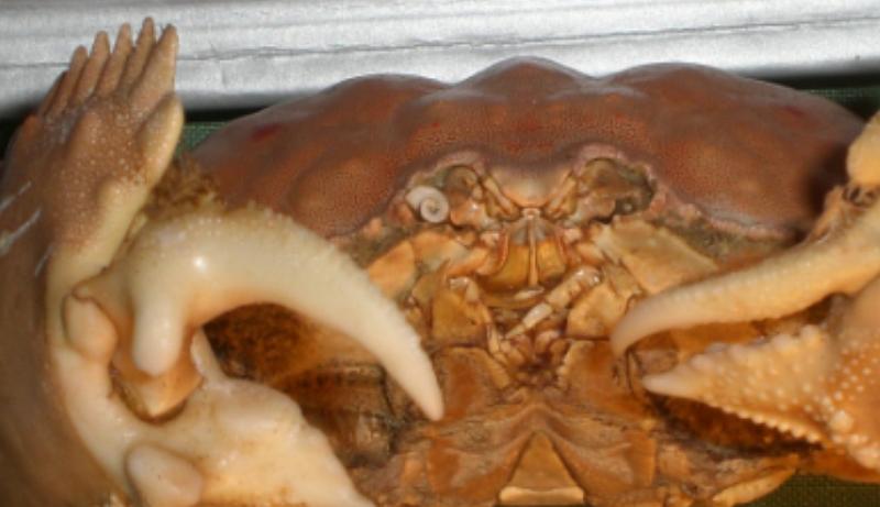 calappa quadrimaculata T.F.C. first article of antenna.bmp